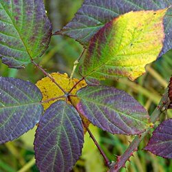 Herbstblätter Brombeere
