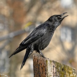 Krähe