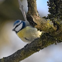 Blaumeise auf Erle sitzend