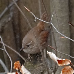Zaunkönig auf Baum