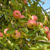 Apfelbaum - reife Äpfel
