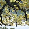 Herbstbaum Eiche