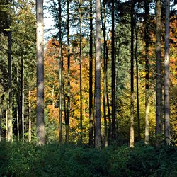 Im Wald