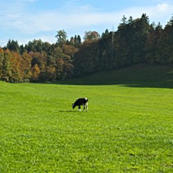 Kuh am Waldrand