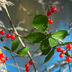 Vogelbeeren