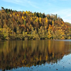 Herbstwald