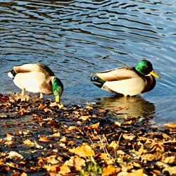 Stockenten Erpel am Ufer im Sonnenlicht