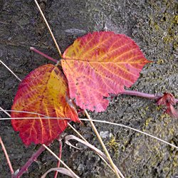Herbstblätter an Baumstamm