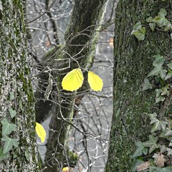 gelbe Herbstblätter als Farbtupfer