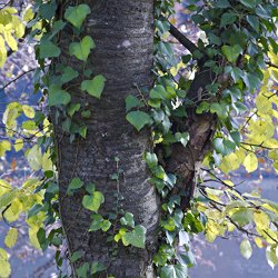 Blätter umranken Baumstamm