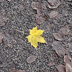 Ahorn-Blatt