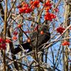 Amsel auf Eberesche