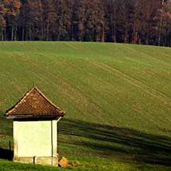 Acker am Waldrand