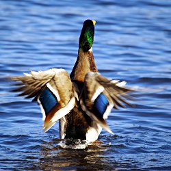 Stockente erhebt sich aus dem Wasser