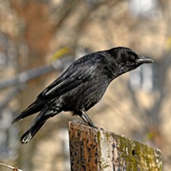 Krähe