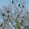 Krähen auf Baum