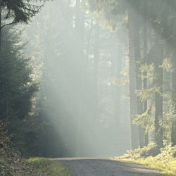 Sonnenstrahlen beleuchten Waldweg