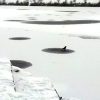 Krähe auf dem gefrorenen, schneebedeckten See