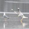 Möwe im Landeanflug auf den gefrorenen See