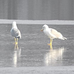 Möwen auf dem gefrorenen See