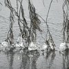 Eistropfen an ins Wasser hängenden Ästen