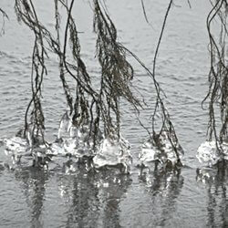 Eistropfen an ins Wasser hängenden Ästen