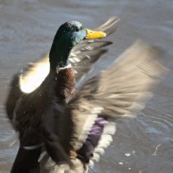 Stockente Erpel richtet sich auf