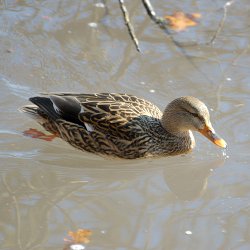Stockente Weibchen