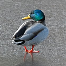 Stockente Erpel auf Eis stehend