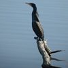 Kormoran auf Ast im See