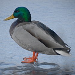 Stockente Erpel auf dem Eis stehend