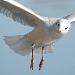 Lachmöwe fliegend