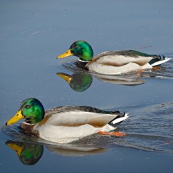 Zwei Stockenten Erpel