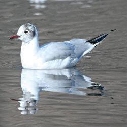 Lachmöwe schwimmend