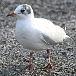 Lachmöwe stehend