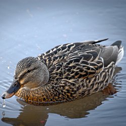 Stockente Weibchen schwimmend