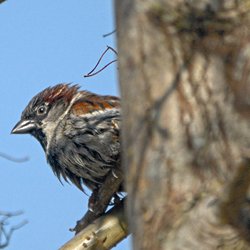 Spatz auf Ast