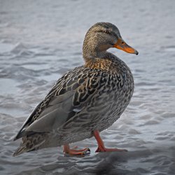 Stockente Weibchen auf dem Eis stehend