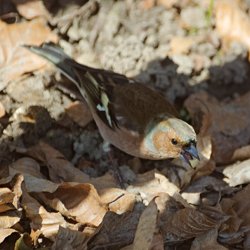 Buchfink im Laub am Boden