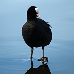 Blässhuhn im Wasser auf Ast stehend