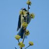 Blaumeise auf Zweig turnend