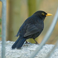 Amsel