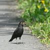 Amsel auf Strasse mit Würmern im Schnabel