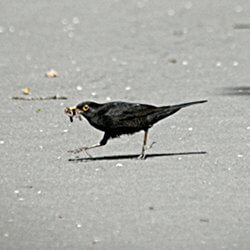 Amsel auf Strasse mit Würmern im Schnabel