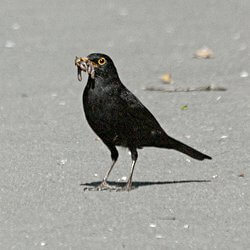 Amsel auf Strasse mit Würmern im Schnabel