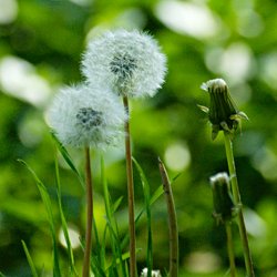 Löwenzahn, Pusteblume