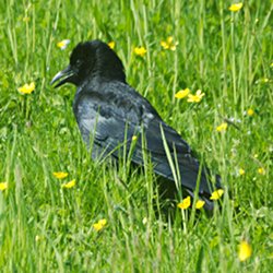 Krähe läuft im hohen Gras