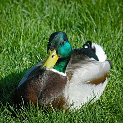 Stockente Erpel liegt in der Wiese