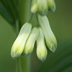 Weisswurz Blüte