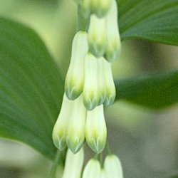Weisswurz Blüte